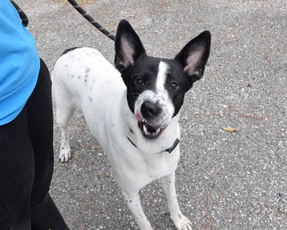 Candy, Adoptable, Adult Female Pointer & Shepherd.