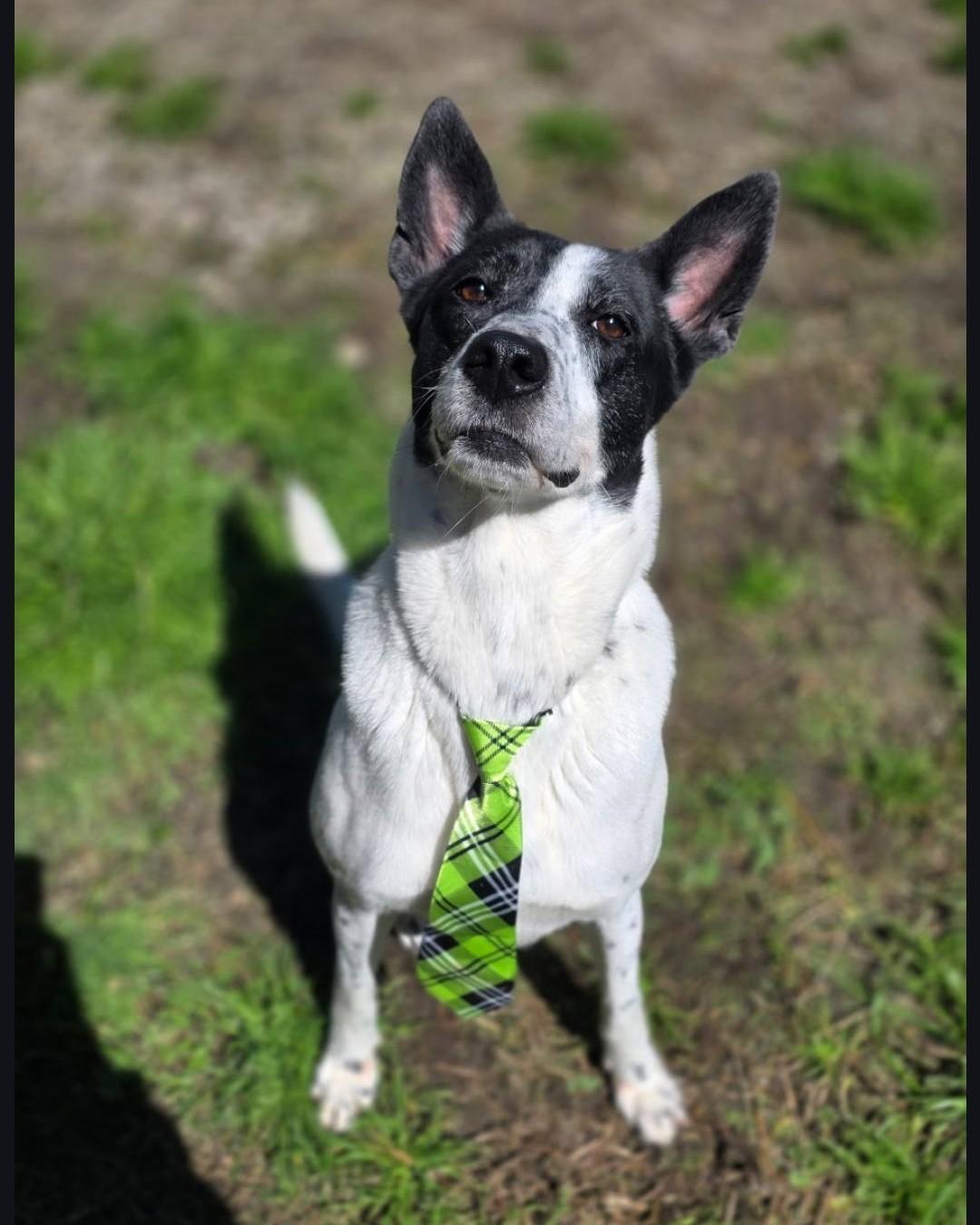 Enlarge Candy, a Adoptable mixed breed in Anniston, AL image 2/6
