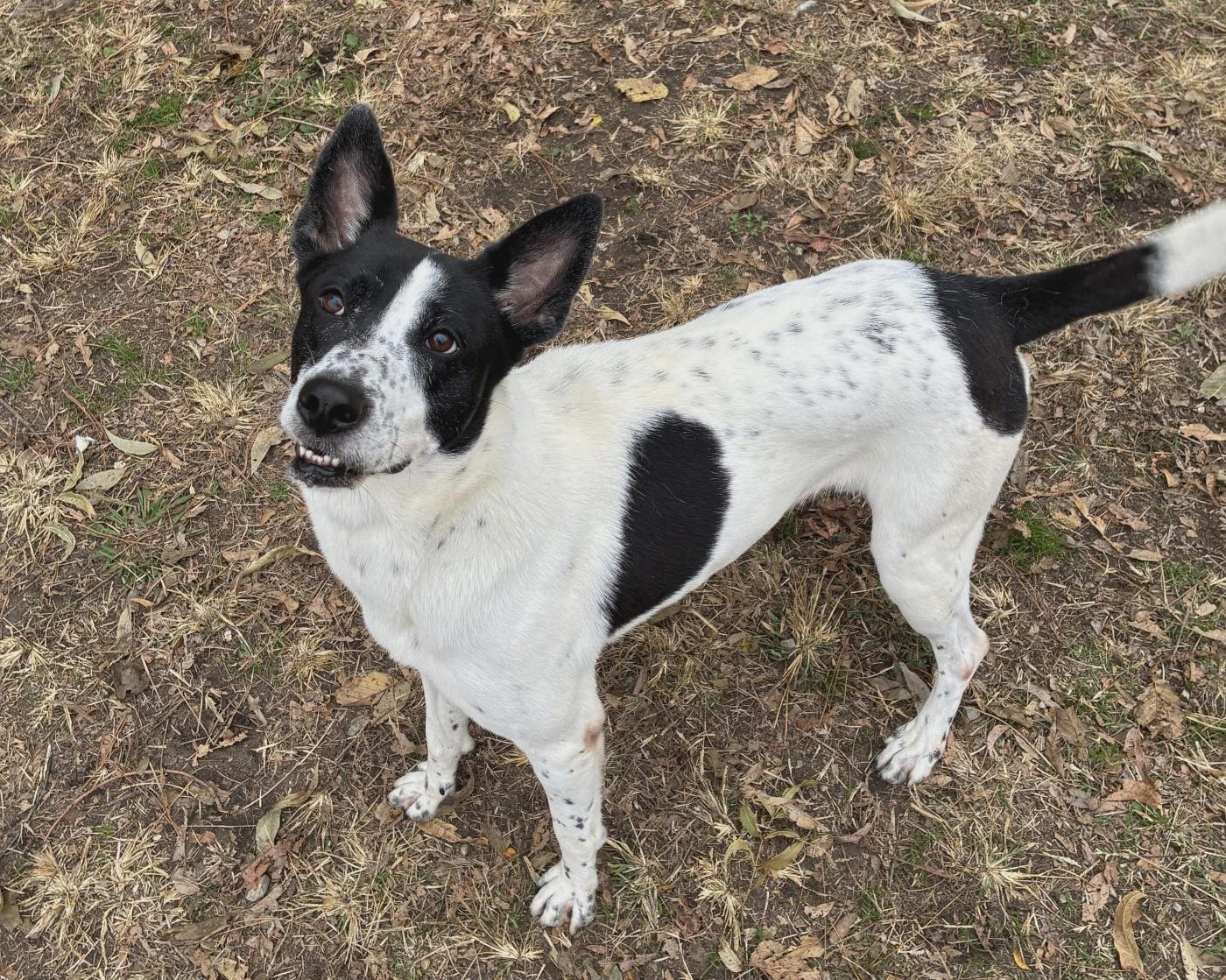 Enlarge Candy, a Adoptable mixed breed in Anniston, AL image 5/6