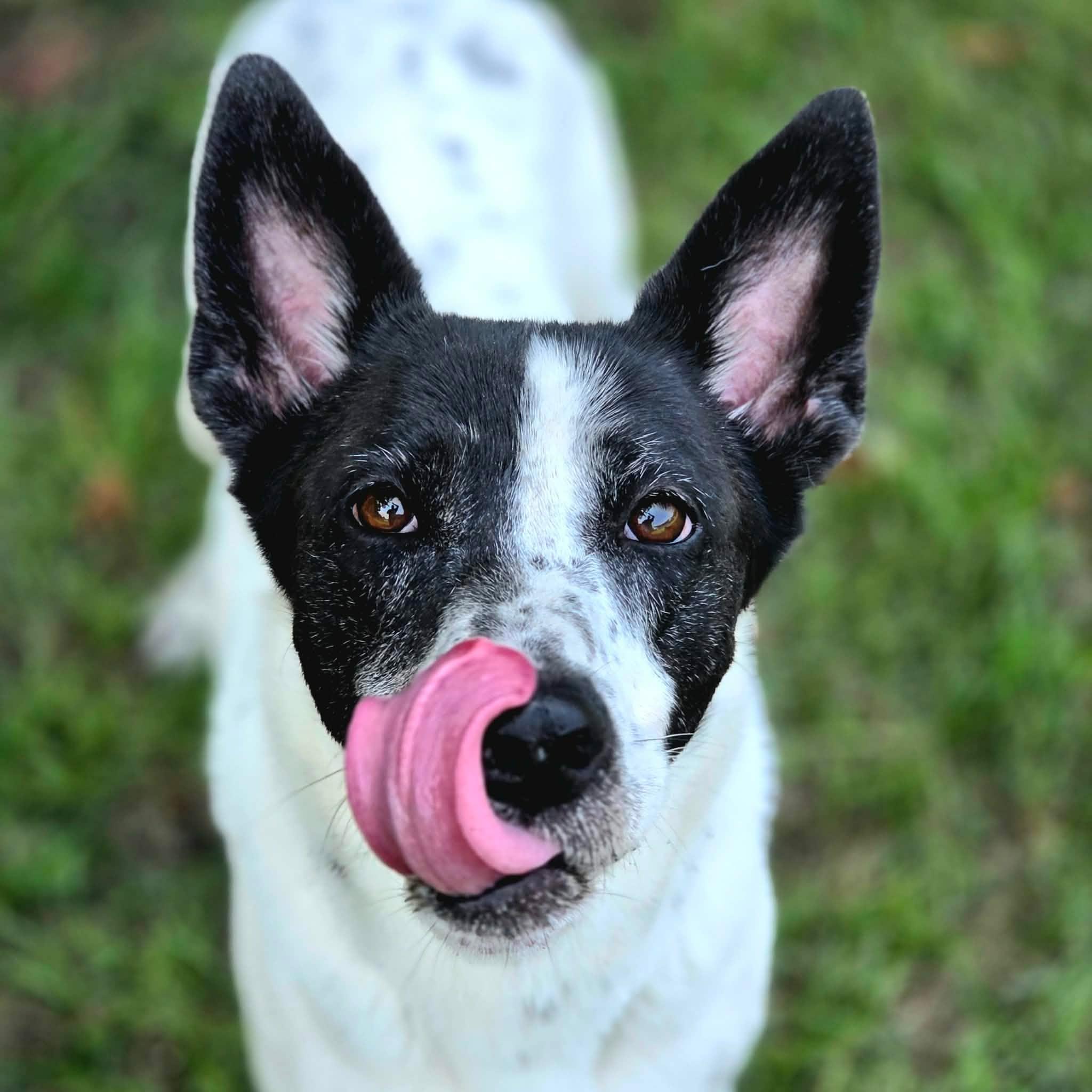 Enlarge Candy, a Adoptable mixed breed in Anniston, AL image 1/6