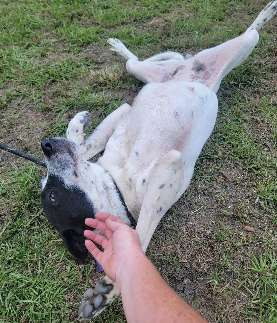 Enlarge Candy, a Adoptable mixed breed in Anniston, AL image 3/6