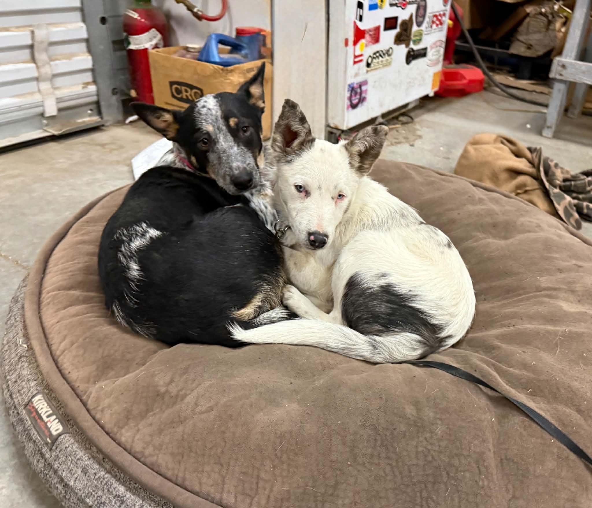 Enlarge Tater, a Adoptable mixed breed in Bend, OR image 3/3