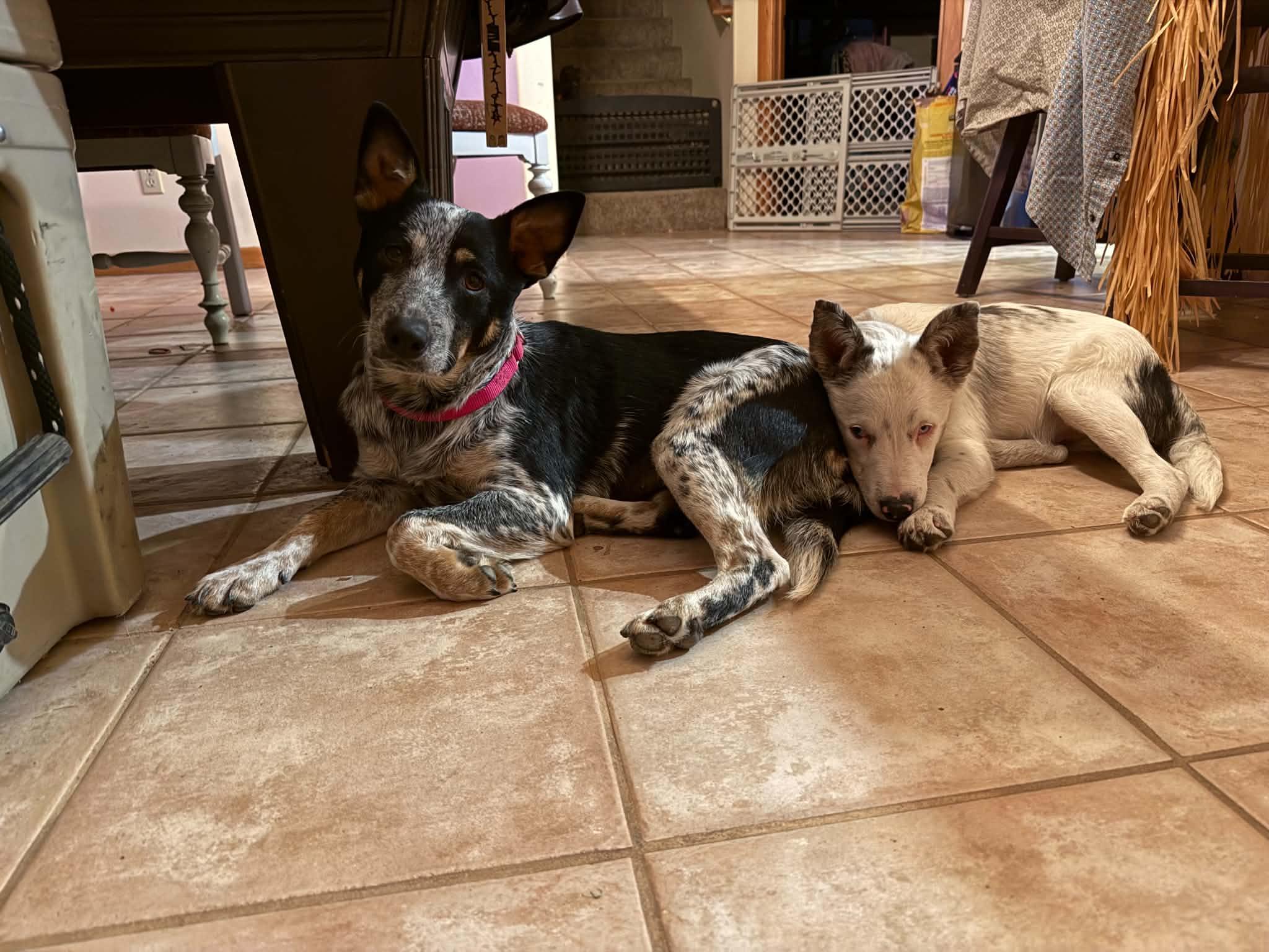 Enlarge Tater, a Adoptable mixed breed in Bend, OR image 2/3