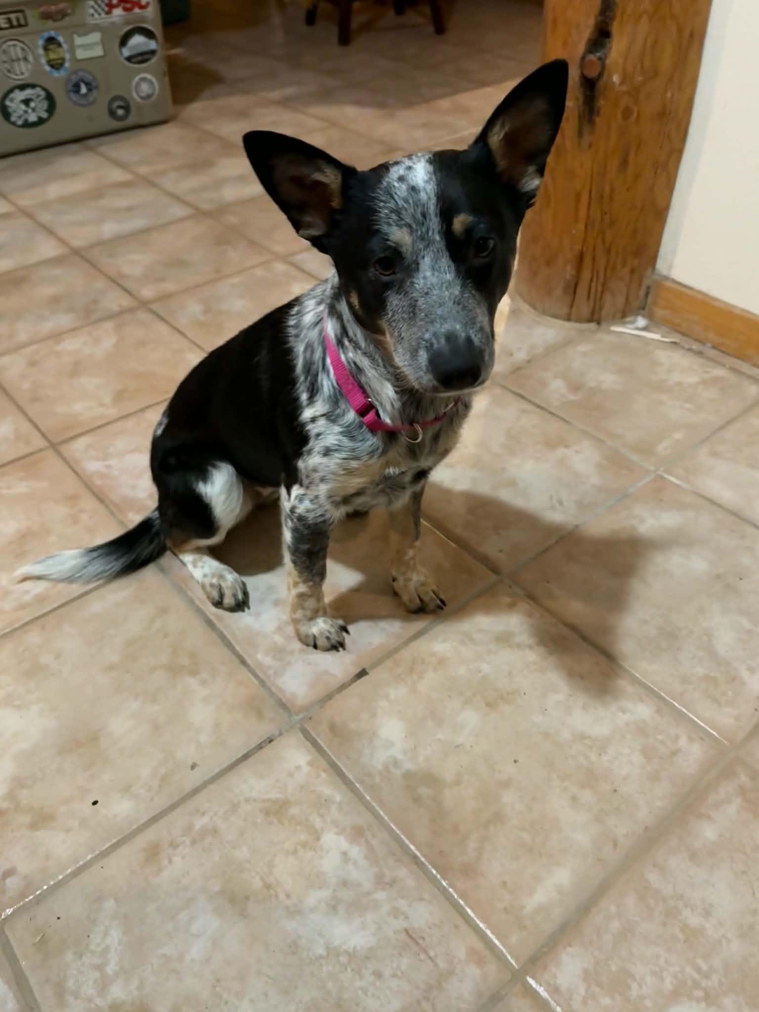 Tater, Adoptable, Puppy Female Australian Cattle Dog / Blue Heeler.