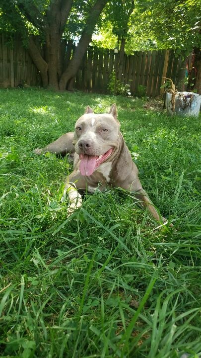 Luanne, a Adoptable mixed breed in INDIANAPOLIS, IN image 2/4