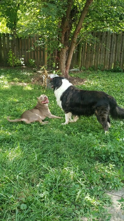 Luanne, a Adoptable mixed breed in INDIANAPOLIS, IN image 3/4