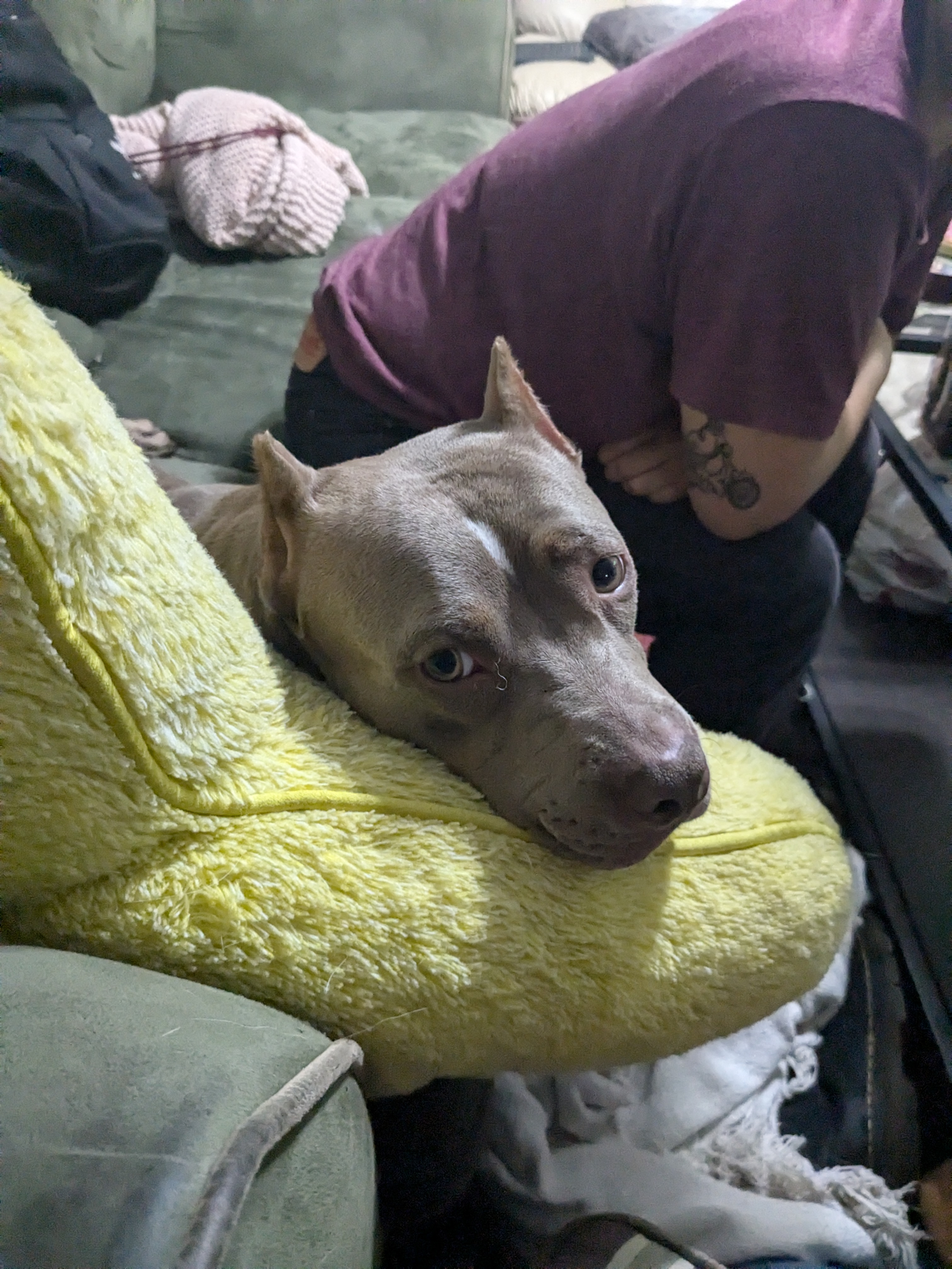 Luanne, a Adoptable mixed breed in INDIANAPOLIS, IN image 4/4