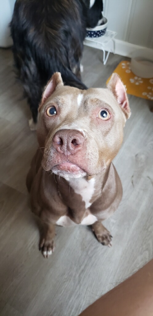 Luanne, a Adoptable mixed breed in INDIANAPOLIS, IN image 1/4