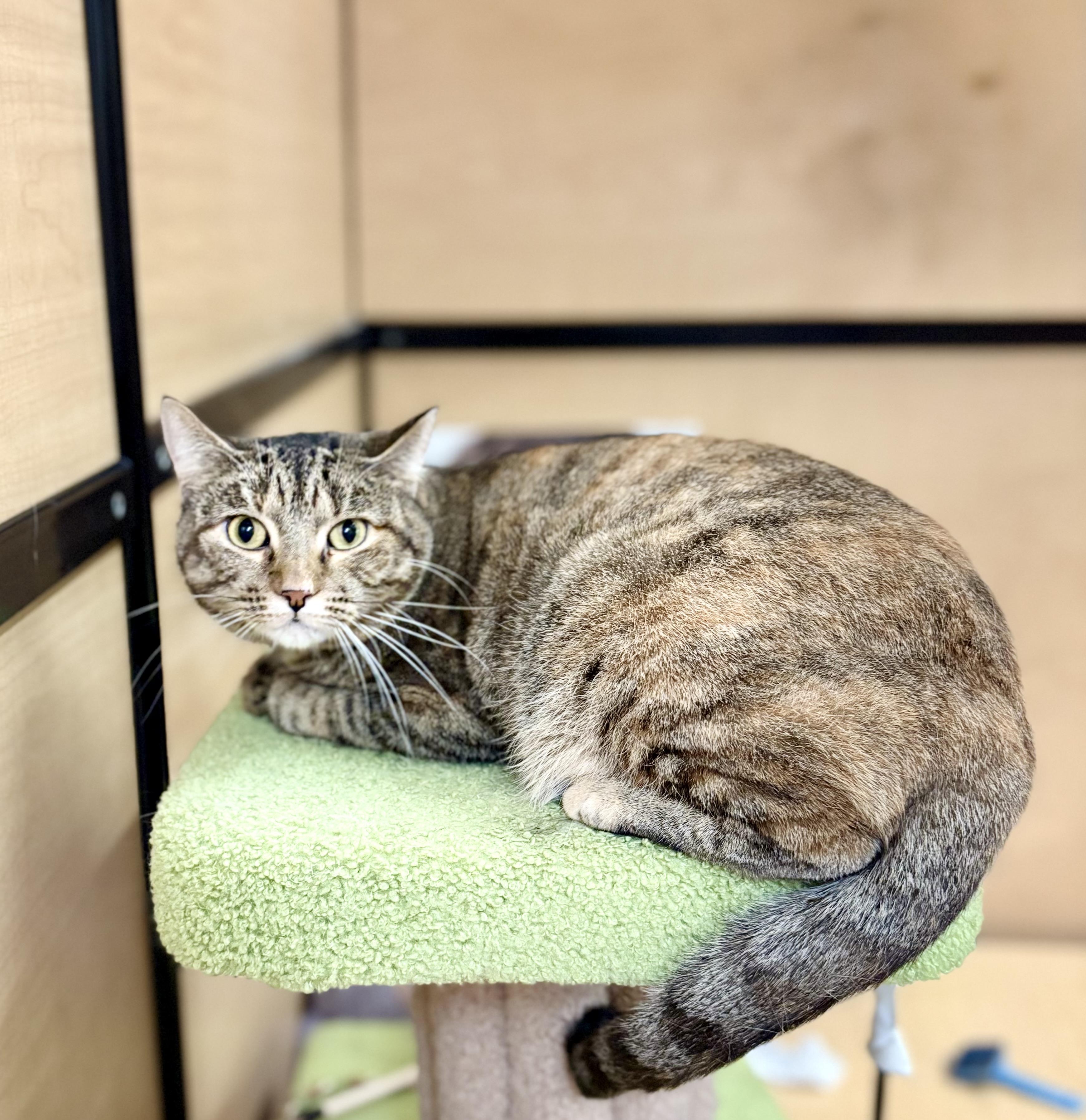 Nicole, a Adoptable mixed breed in SCOTTSDALE, AZ image 3/3