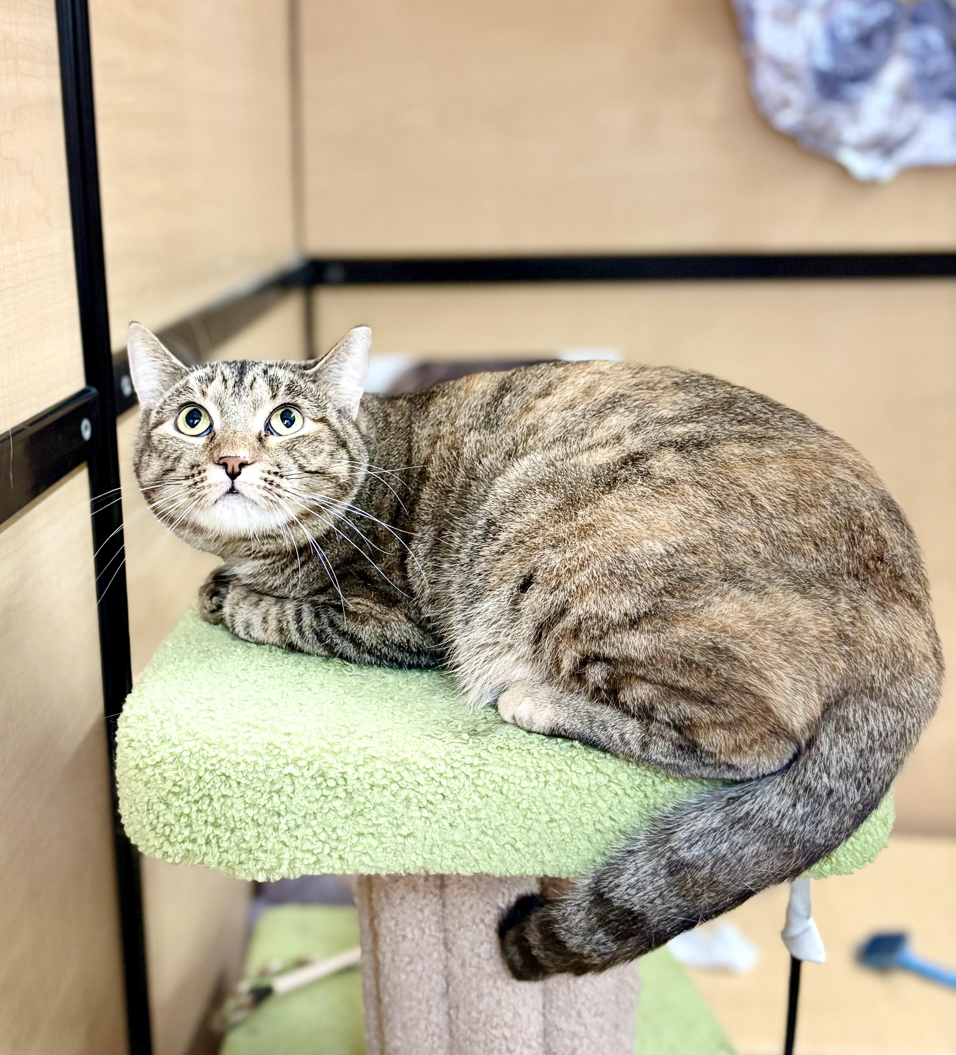 Nicole, Adoptable, Young Female Tabby & Domestic Short Hair.