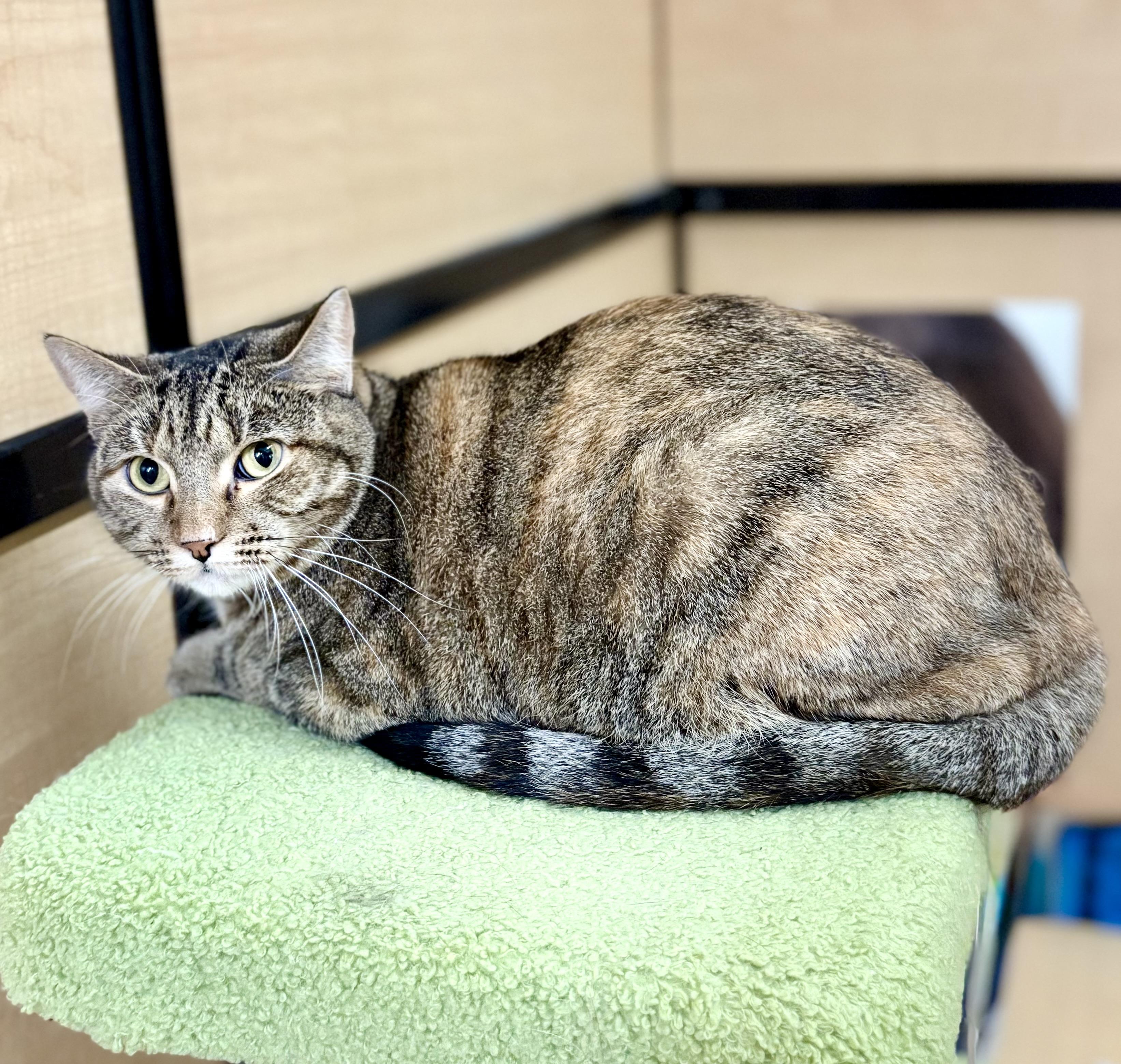 Nicole, a Adoptable mixed breed in SCOTTSDALE, AZ image 2/3