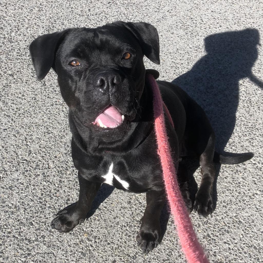 Olive, Adoptable, Adult Female Mixed Breed.