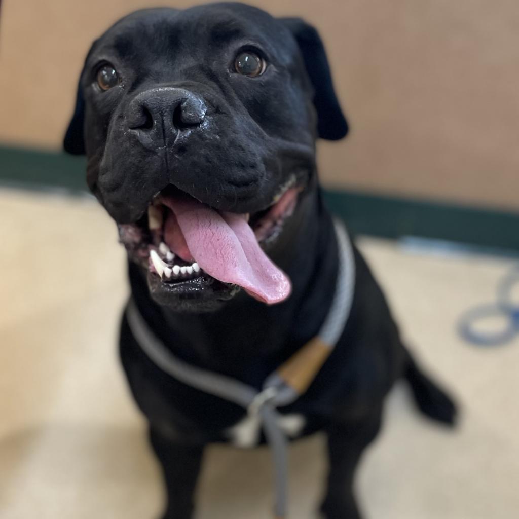 Enlarge Olive, a Adoptable Mixed Breed in Reno, NV image 2/6