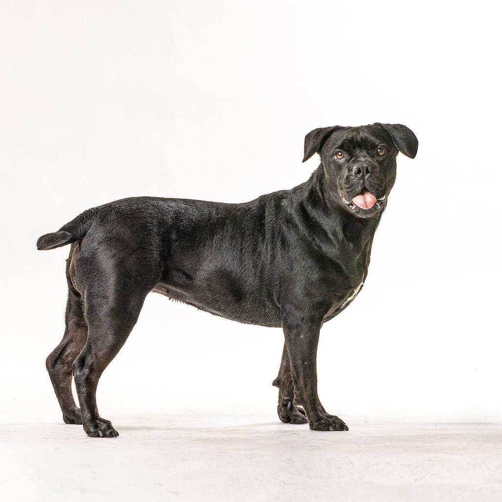 Enlarge Olive, a Adoptable Mixed Breed in Reno, NV image 3/6
