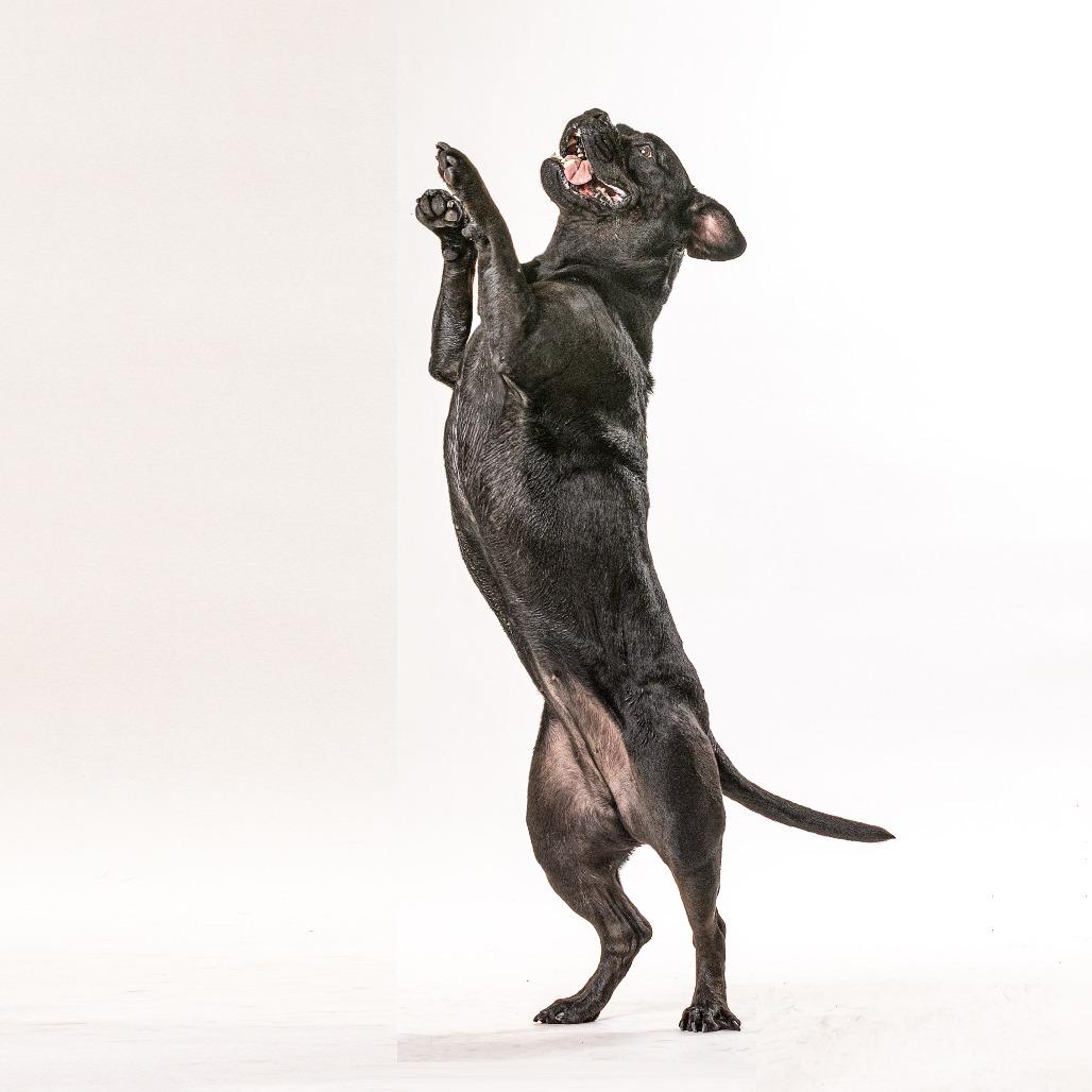 Olive, Adoptable, Adult Female Mixed Breed.