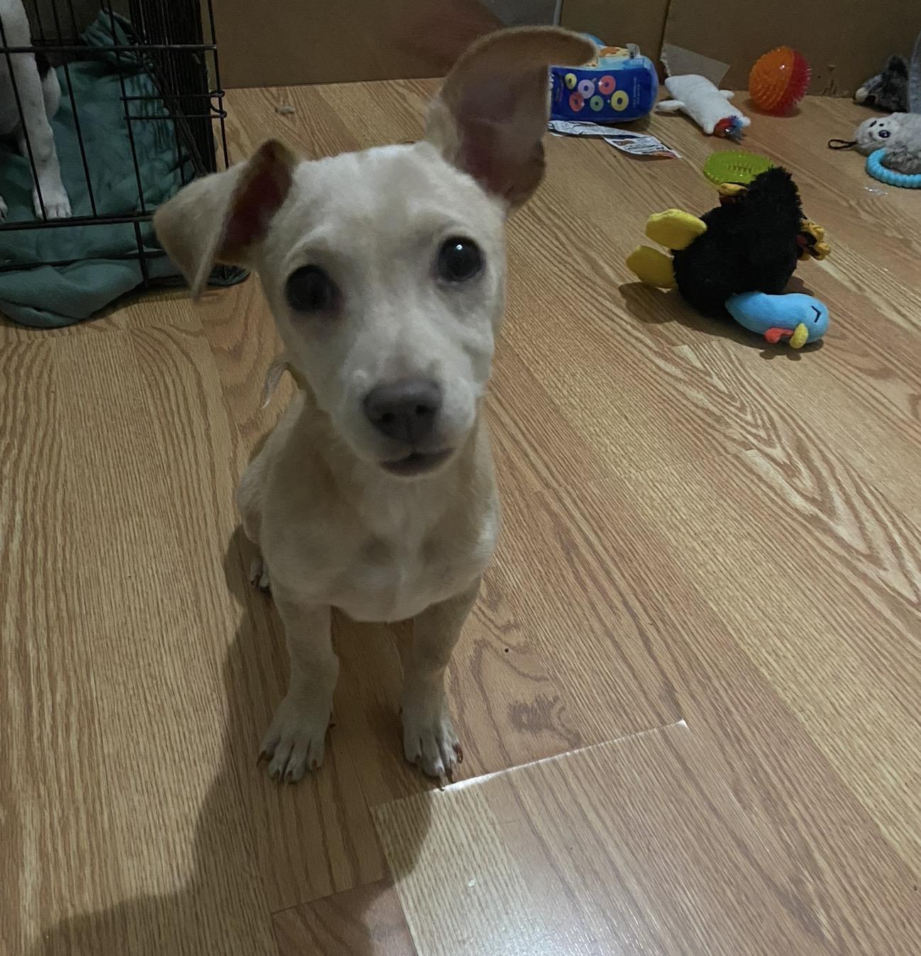 Sammie, a ADOPTABLE mixed breed in Boston, MA image 4/6