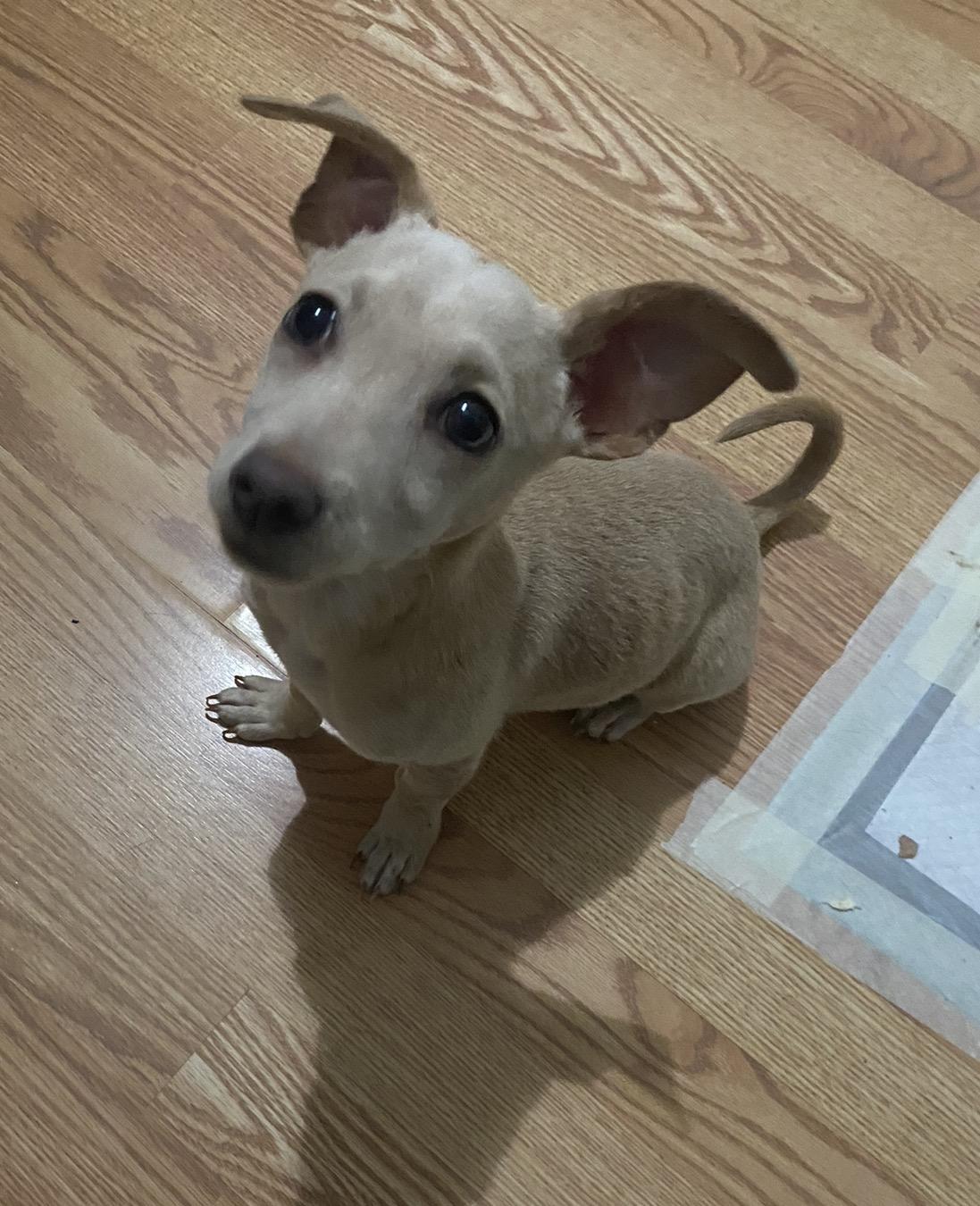 Sammie, a ADOPTABLE mixed breed in Boston, MA image 2/6