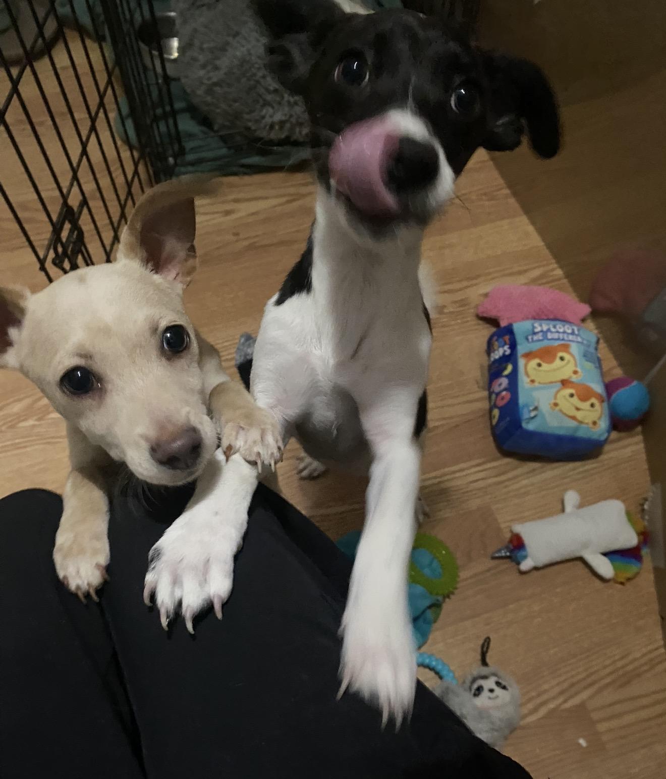 Sammie, a ADOPTABLE mixed breed in Boston, MA image 5/6