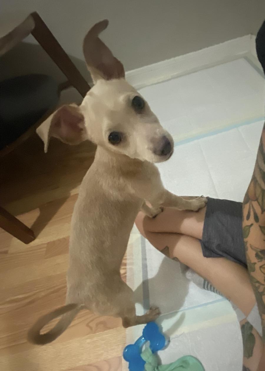 Sammie, a ADOPTABLE mixed breed in Boston, MA image 3/6