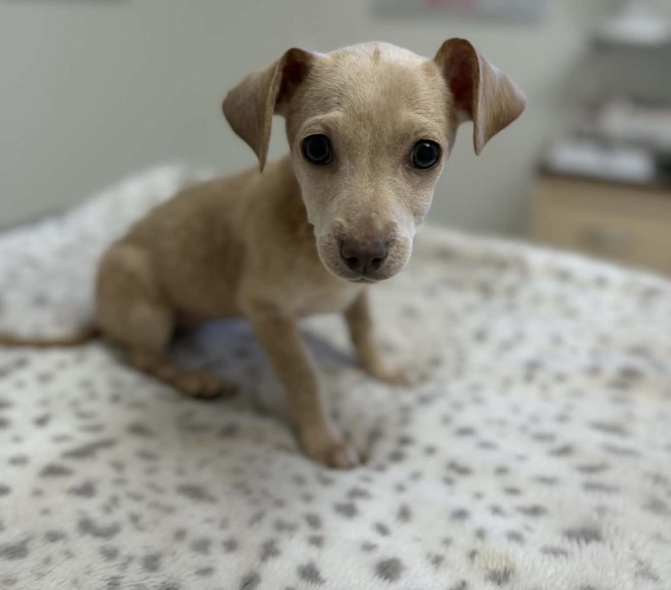 Sammie, ADOPTABLE, Puppy Female Chihuahua & Jack Russell Terrier.