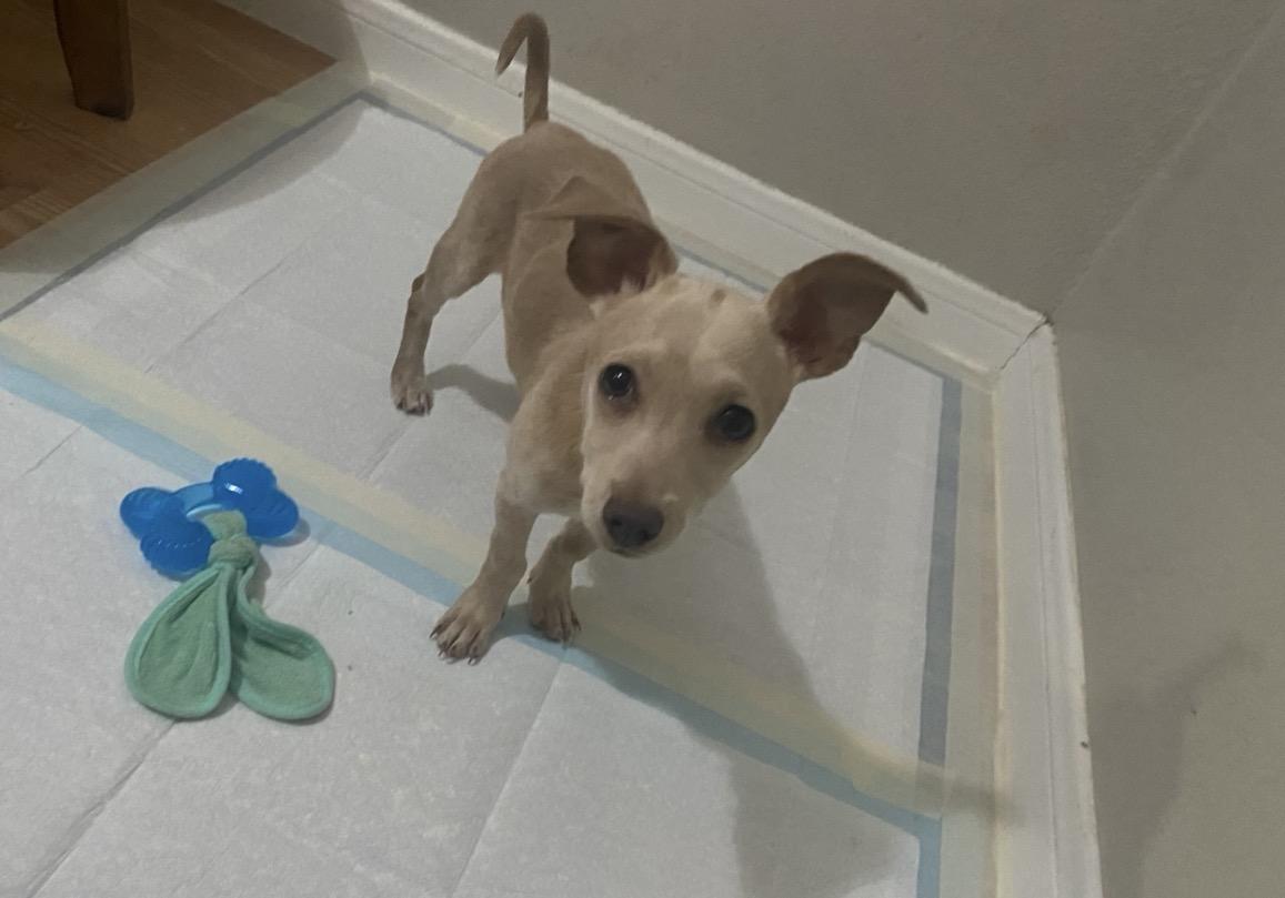 Sammie, a ADOPTABLE mixed breed in Boston, MA image 6/6