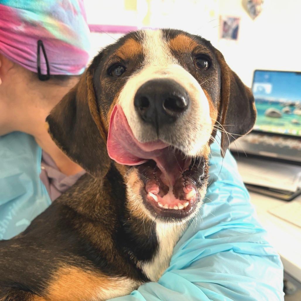 Enlarge Janet, a Adoptable mixed breed in Nashville, TN image 1/1