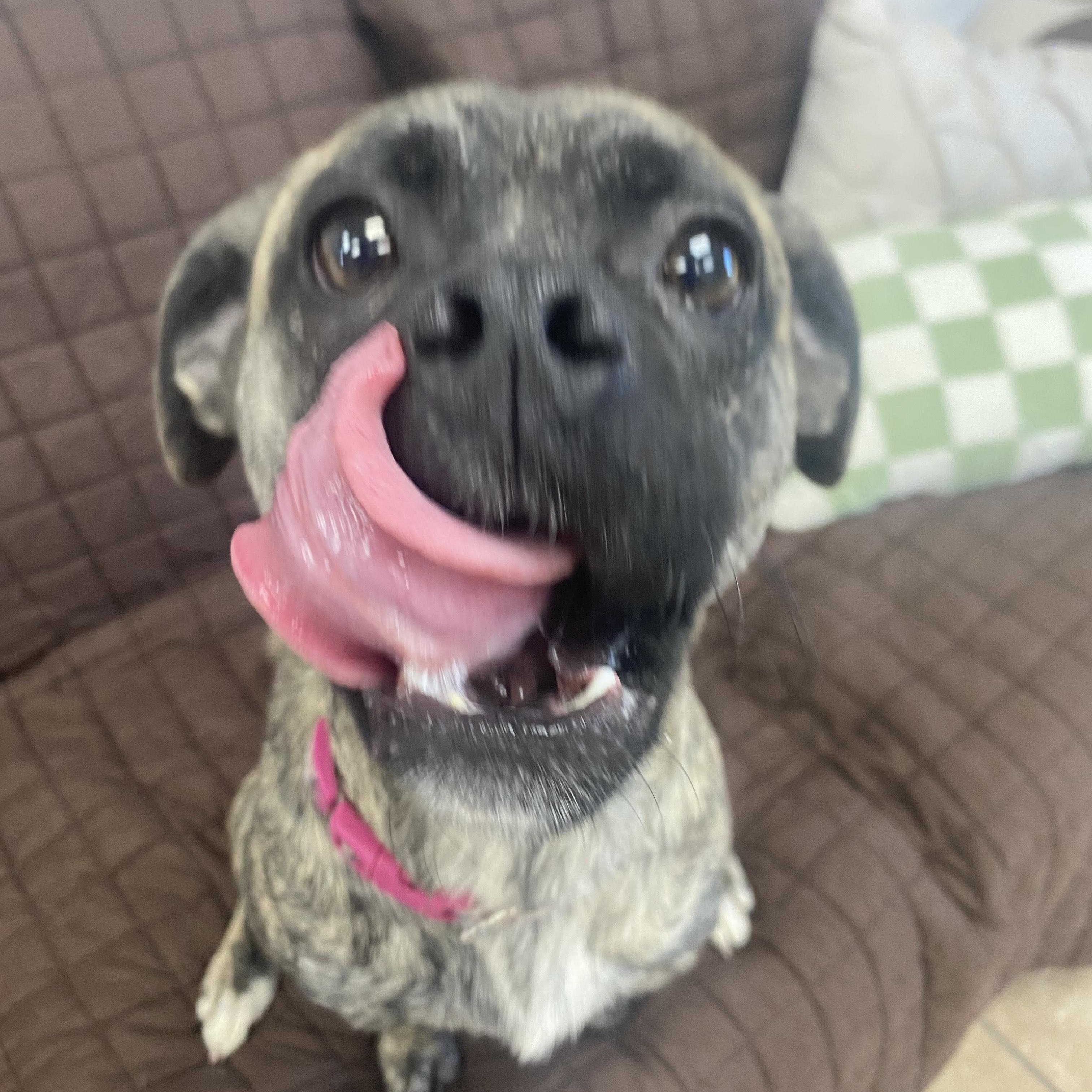 Sissy, a ADOPTABLE mixed breed in Farmington, MO image 2/4