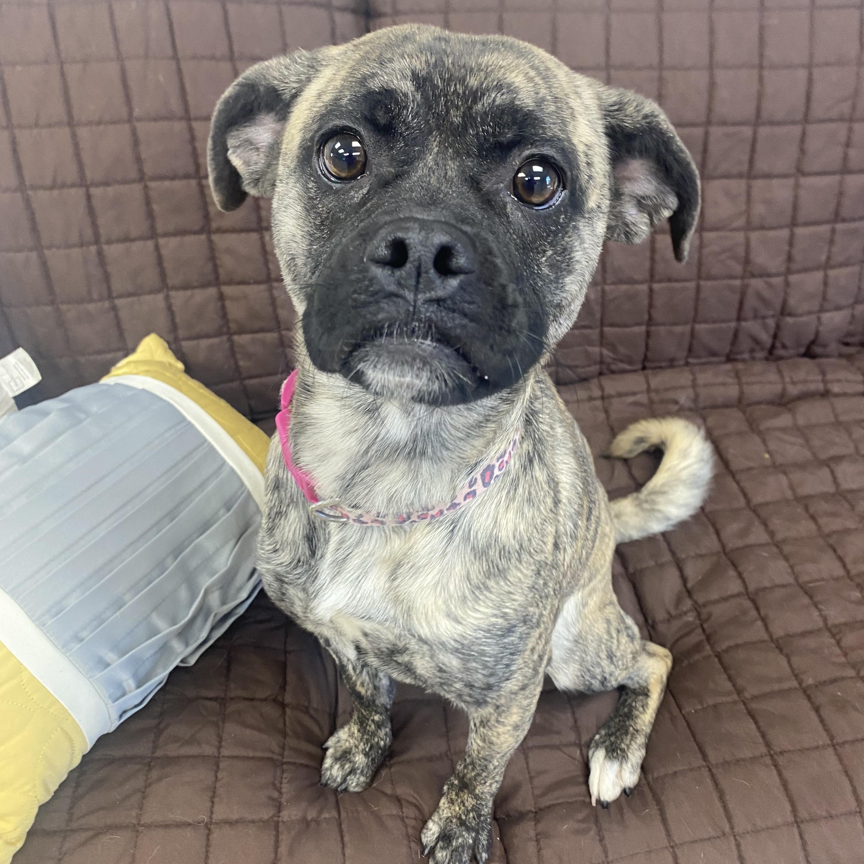 Sissy, ADOPTABLE, Young Female Pug & Boxer.