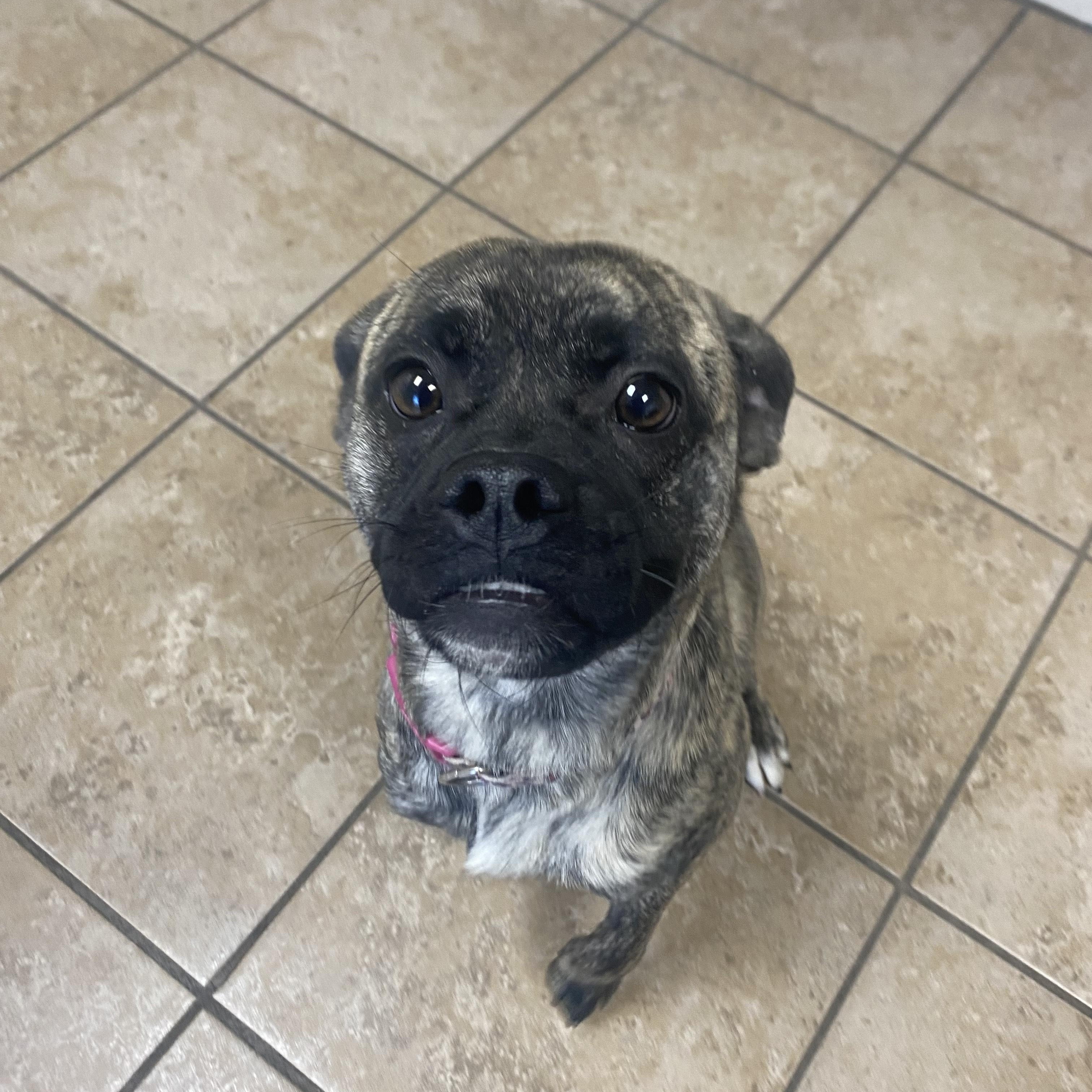 Sissy, a ADOPTABLE mixed breed in Farmington, MO image 4/4