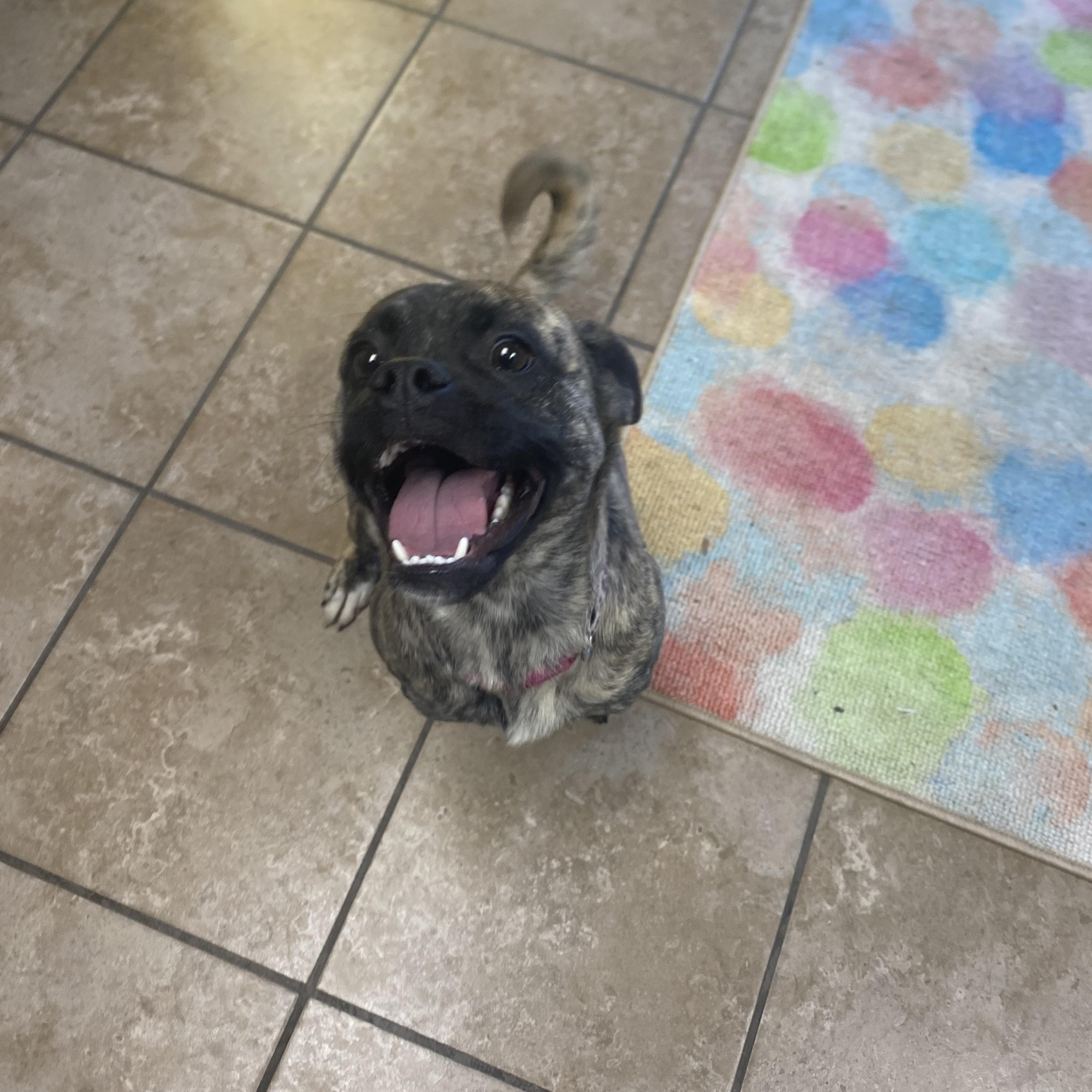 Sissy, a ADOPTABLE mixed breed in Farmington, MO image 3/4