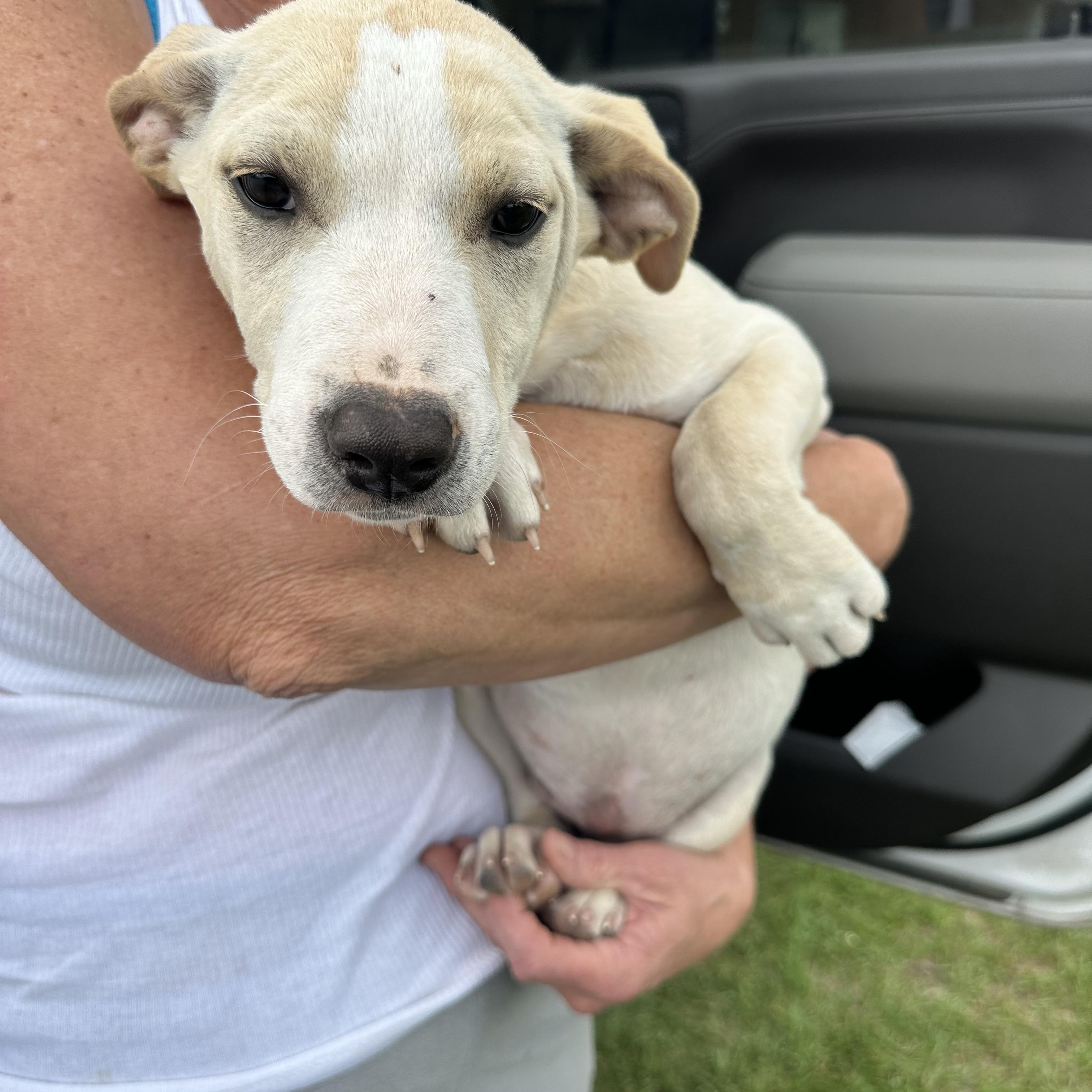 Enlarge Vanilla, a Adoptable mixed breed in Tomball, TX image 4/5