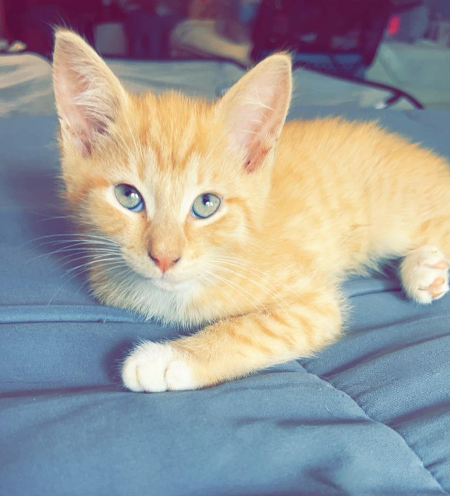 Magnus, Adoptable, Young Male Domestic Short Hair.