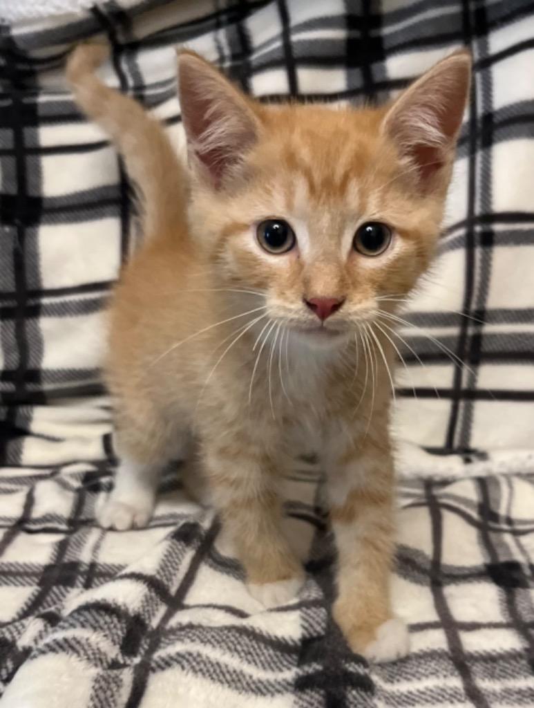 Magnus, Adoptable, Young Male Domestic Short Hair.
