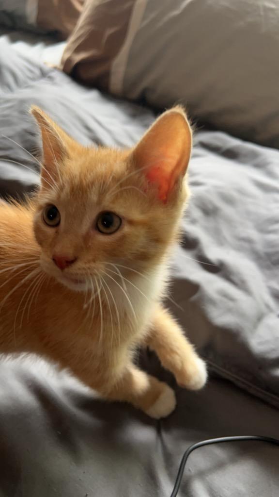 Enlarge Magnus, a Adoptable mixed breed in Buford, GA image 3/5