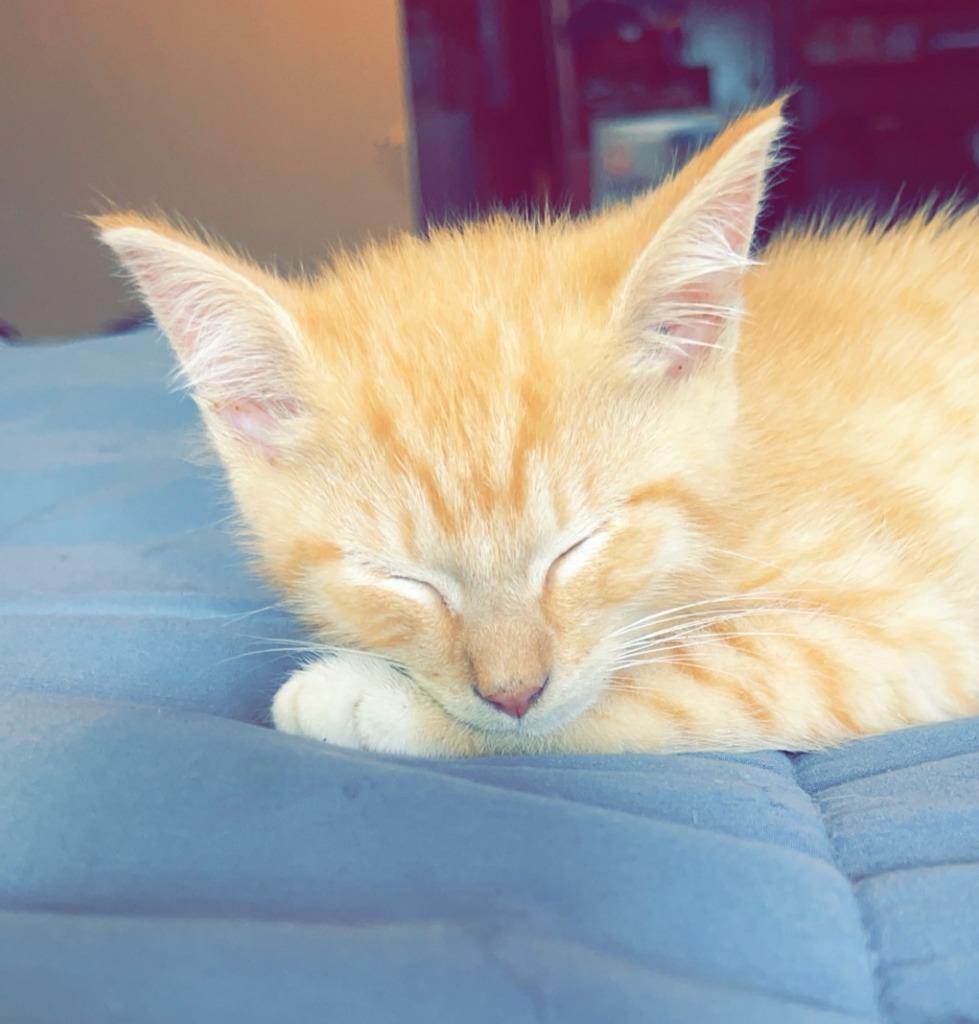 Enlarge Magnus, a Adoptable mixed breed in Buford, GA image 3/5