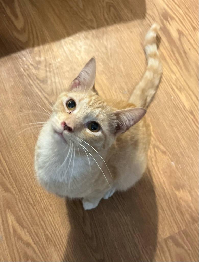 Enlarge Magnus, a Adoptable mixed breed in Buford, GA image 4/5