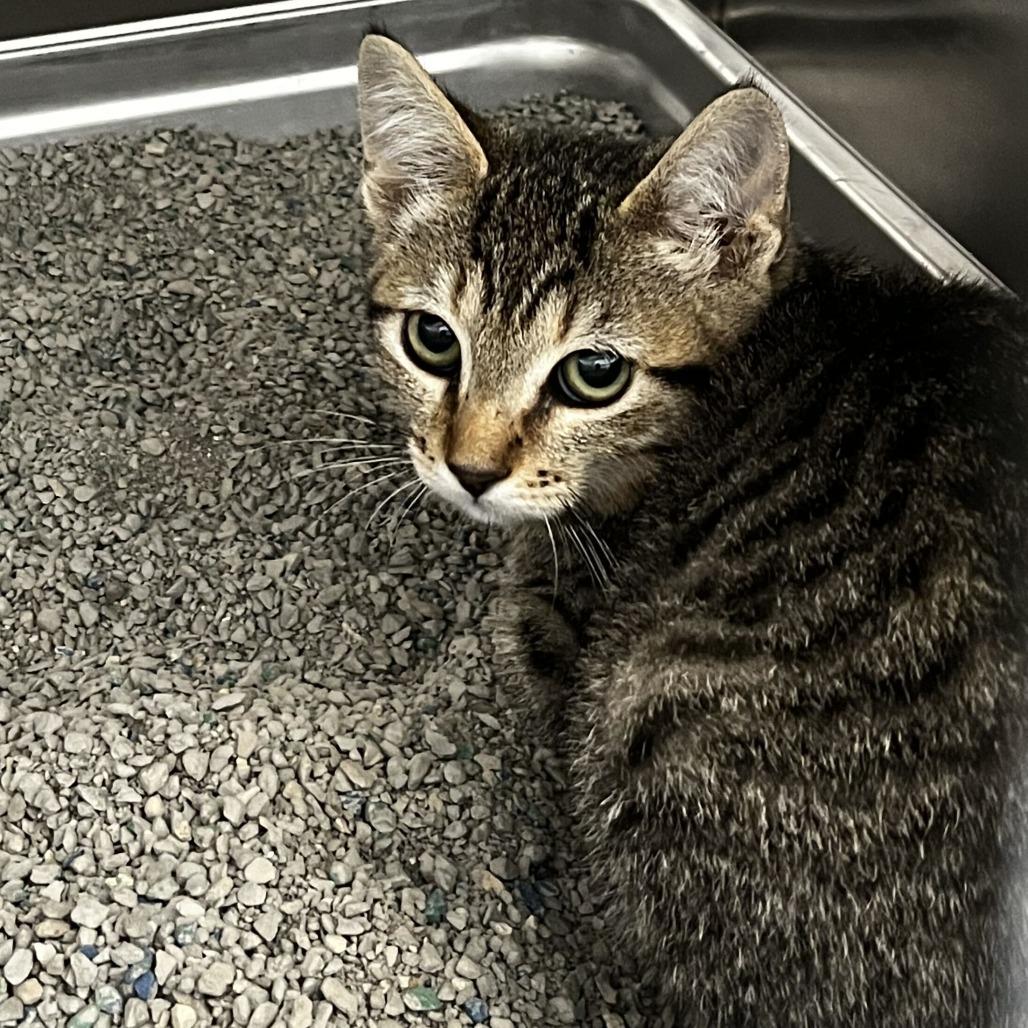 Peeta (26-4C-2), Adoptable, Kitten Female Domestic Short Hair.