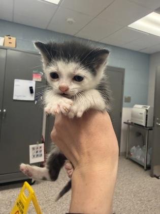 Minnow, Adoptable, Kitten Male Domestic Short Hair & Domestic Short Hair.