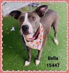 Enlarge BELLA see also GINGER, a ADOPTABLE mixed breed in Marietta, GA image 1/5