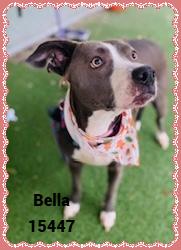 Enlarge BELLA see also GINGER, a ADOPTABLE mixed breed in Marietta, GA image 2/5