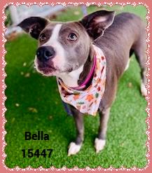 Enlarge BELLA see also GINGER, a ADOPTABLE mixed breed in Marietta, GA image 3/5