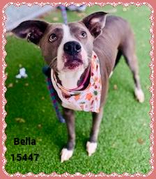Enlarge BELLA see also GINGER, a ADOPTABLE mixed breed in Marietta, GA image 4/5