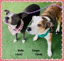 Enlarge BELLA see also GINGER, a ADOPTABLE mixed breed in Marietta, GA image 5/5