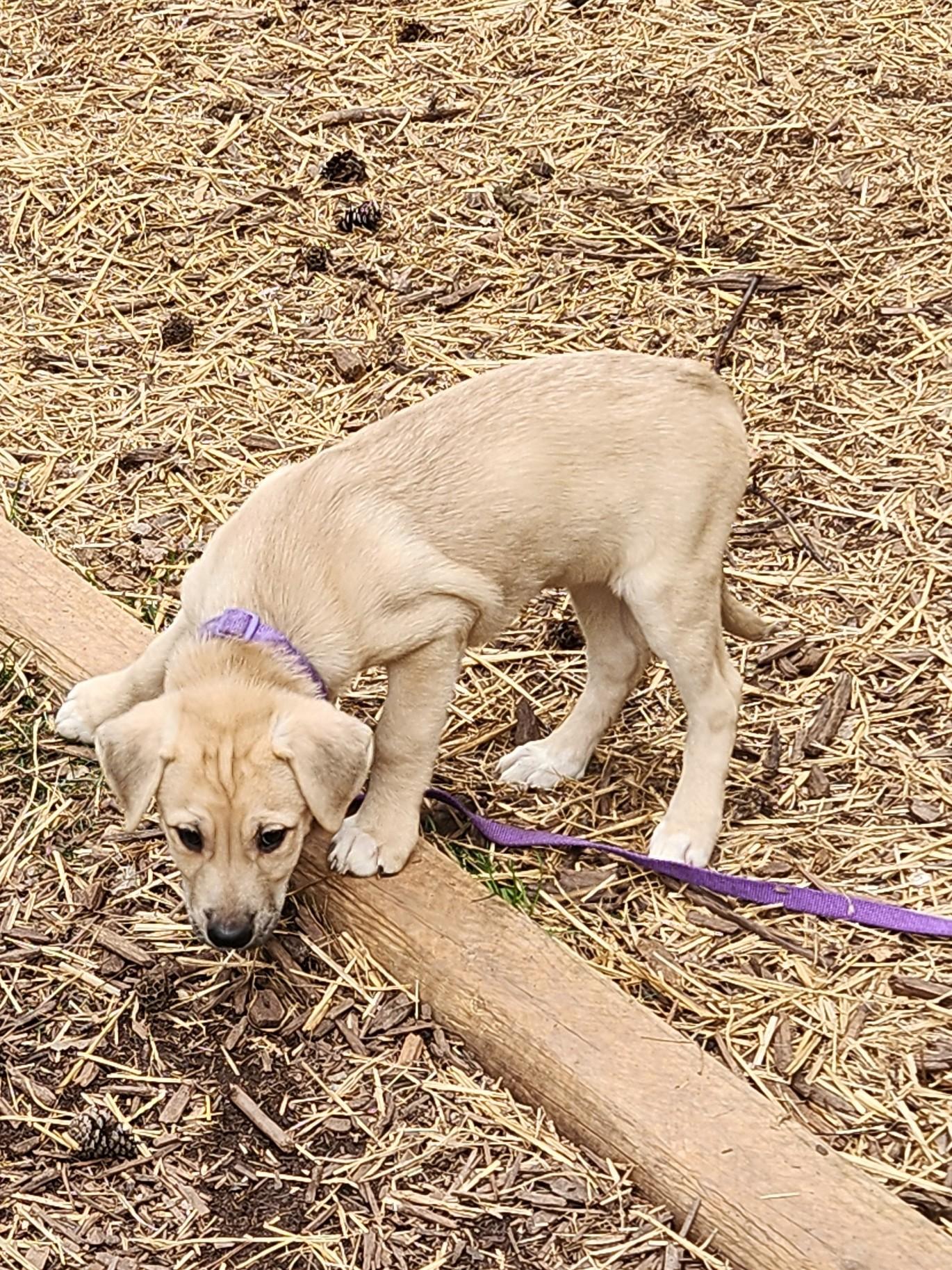 BELLA BOO, an adopted mixed breed in Troutman, NC image 4/6