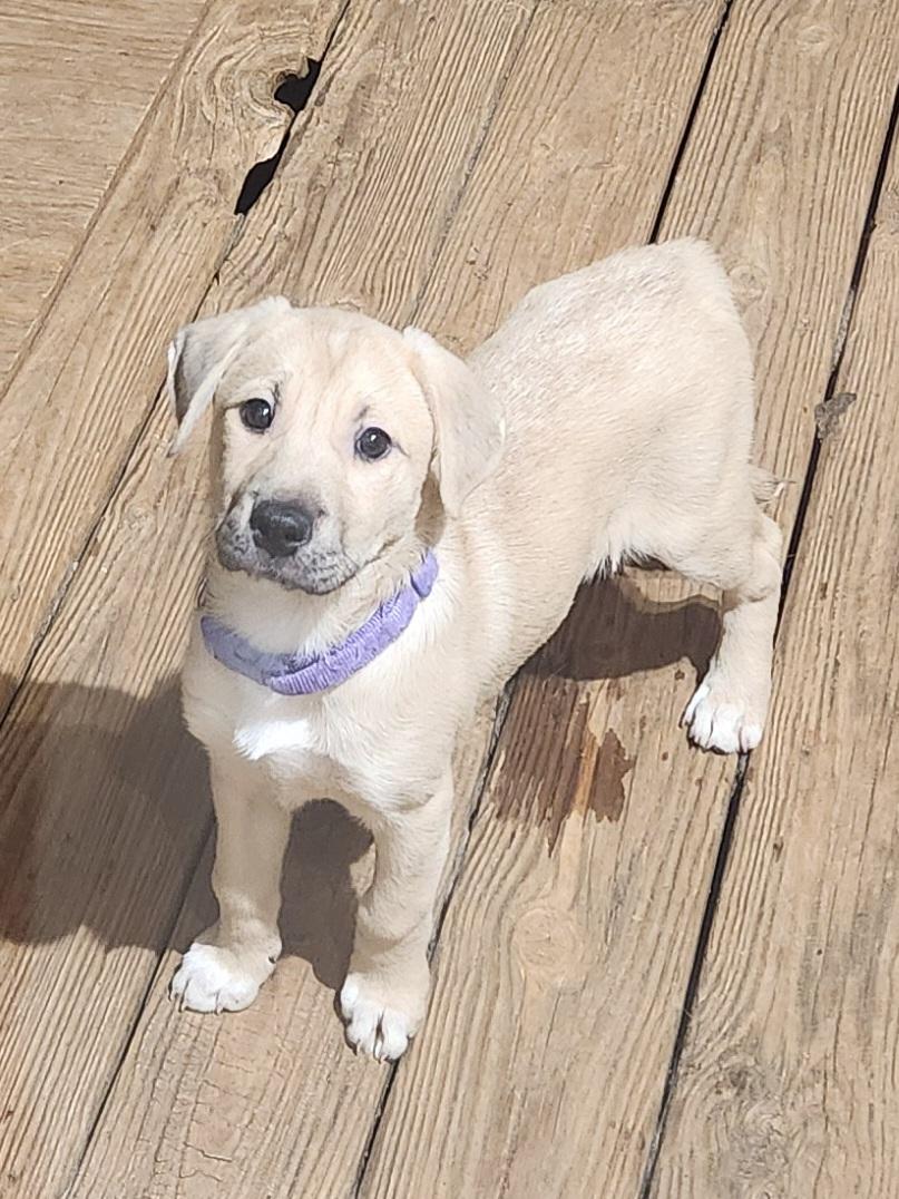 BELLA BOO, an adopted mixed breed in Troutman, NC image 2/6