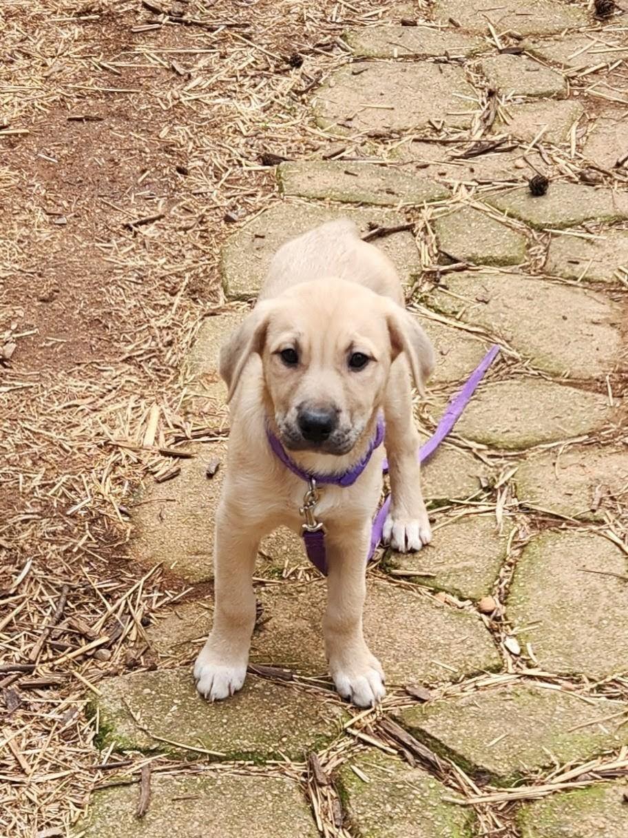 BELLA BOO, an adopted mixed breed in Troutman, NC image 3/6