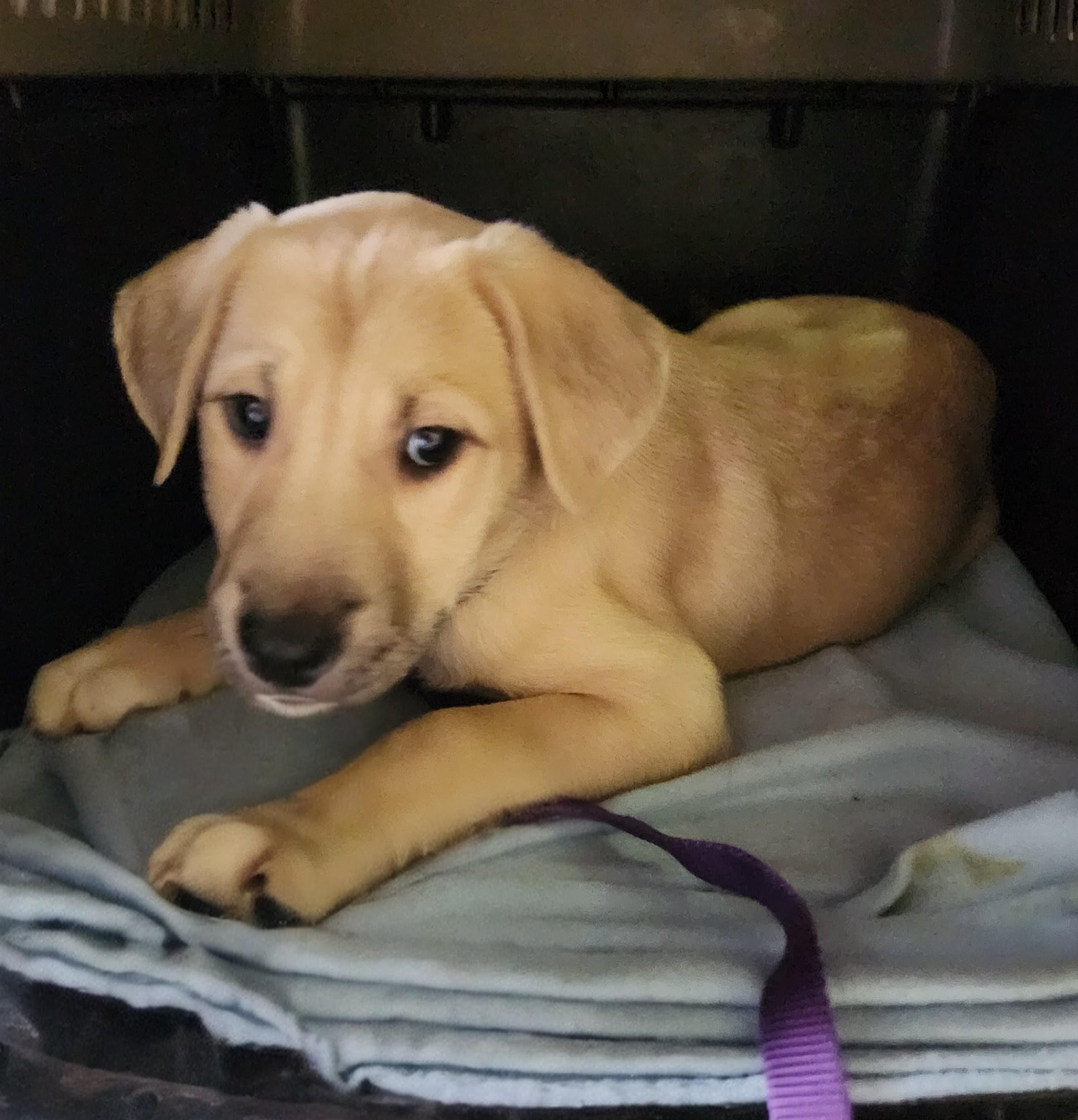 BELLA BOO, an adopted mixed breed in Troutman, NC image 6/6