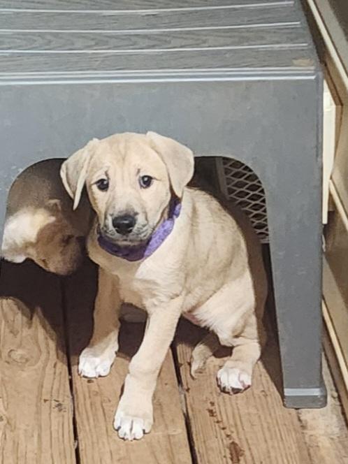 BELLA BOO, an adopted mixed breed in Troutman, NC image 1/6