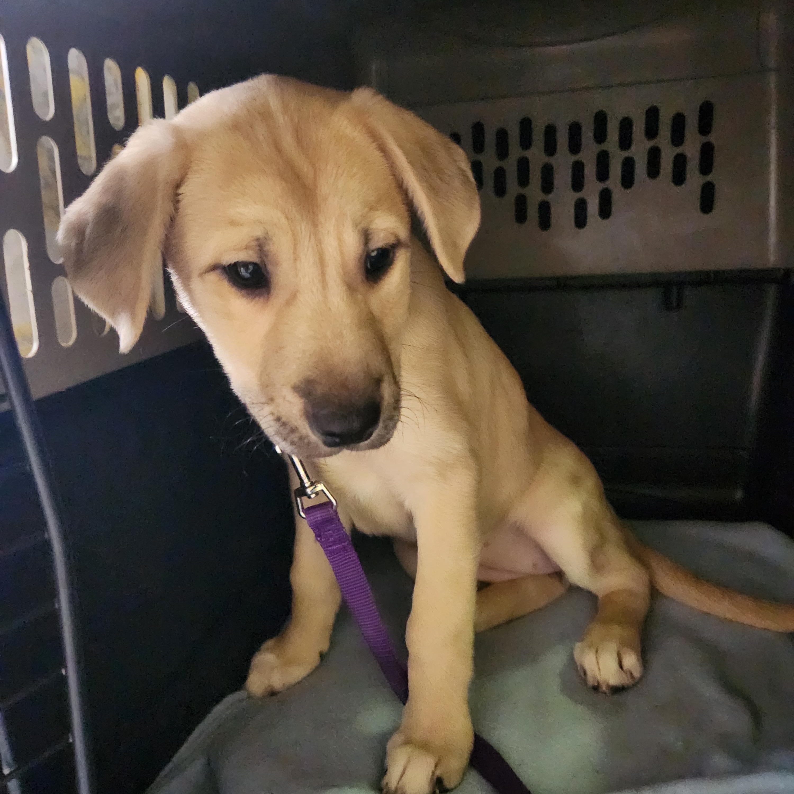 BELLA BOO, an adopted mixed breed in Troutman, NC image 5/6