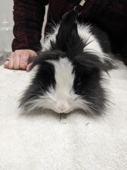 Zinnia, Adoptable, Adult Female Lionhead & Mini Lop.